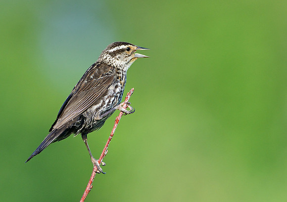 Red-winged Blackbird