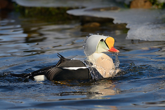 King Eider