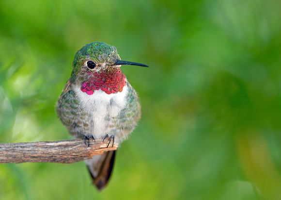 Broad-tailed Hummingbird
