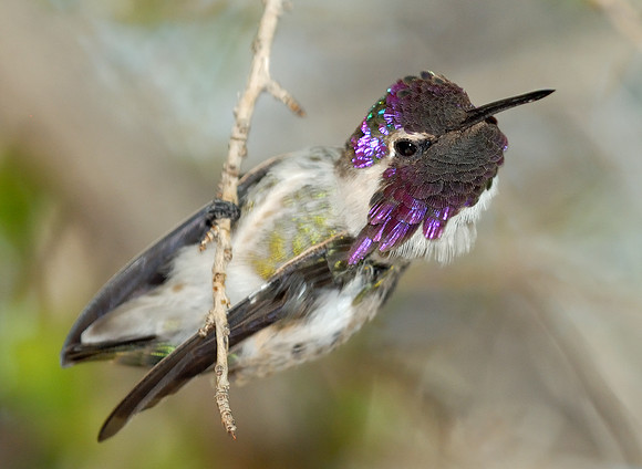 Costa's Hummingbird