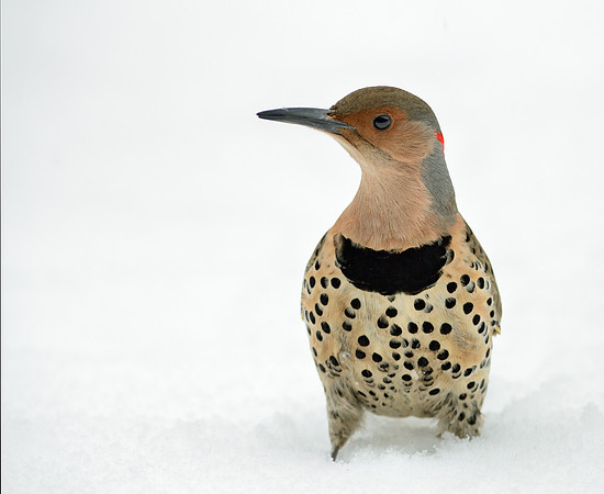 Northern Flicker
