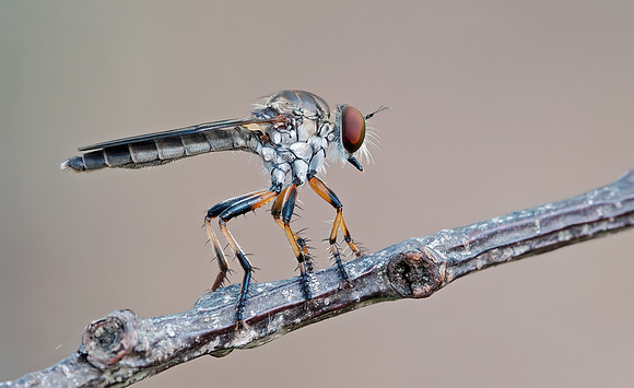 Ommatius floridensis