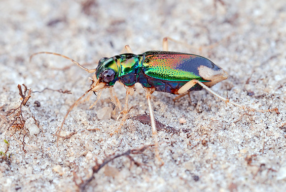 Pan-American Big-headed Tiger Beetle (Tetracha carolina)