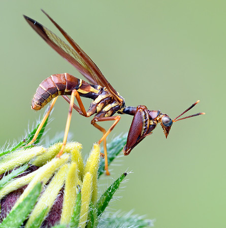 Climaciella brunnea