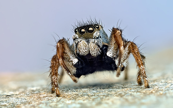 Habronattus borealis