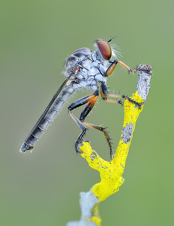 Ommatius floridensis