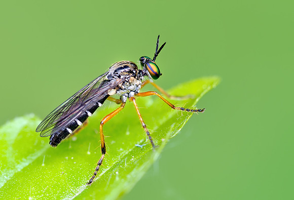Taracticus octopunctatus