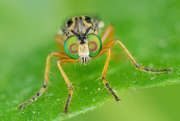 Taracticus octopunctatus