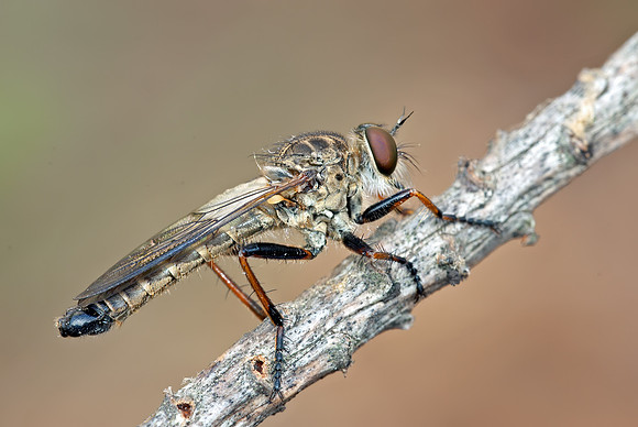 Neomochtherus latipennis