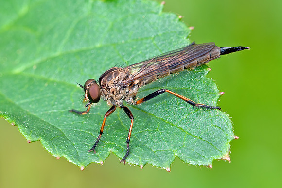 Neomochtherus latipennis