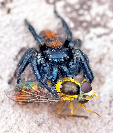 Phidippus princeps