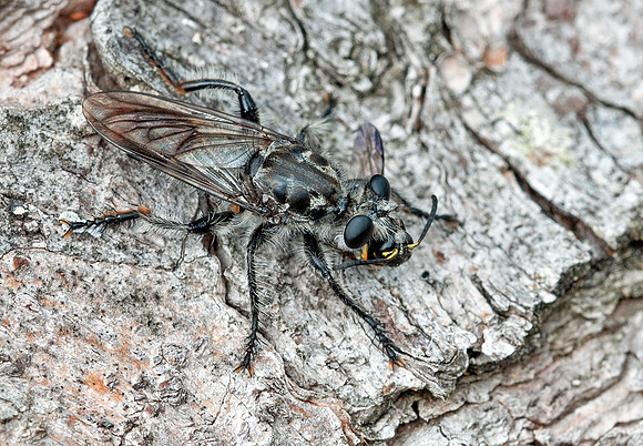Andrenosoma fulvicaudum