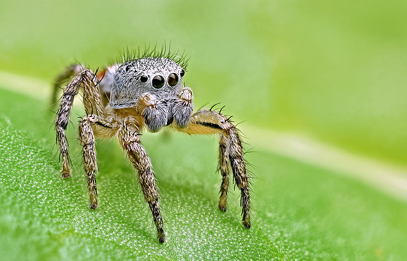 Habronattus decorus