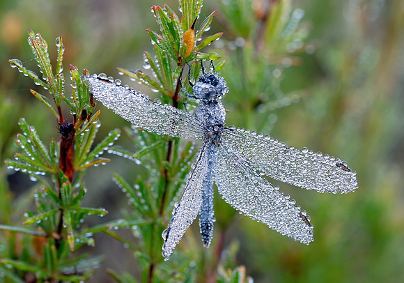 Little Blue Dragonlet (Erythrodiplax minuscula)