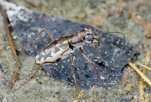 Margined Tiger Beetle (Ellipsoptera marginata)