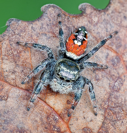Phidippus carneus