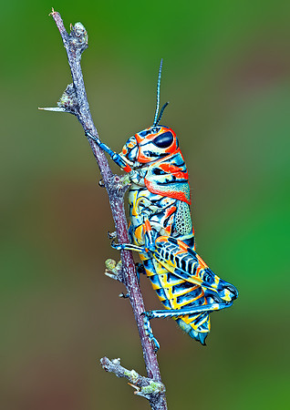 Rainbow Grasshopper (Dactylotum bicolor)