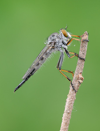 Neoitamus flavofemoratus