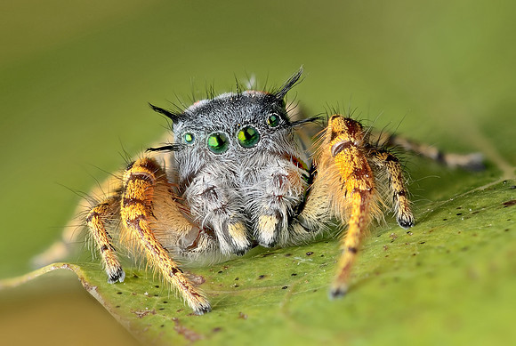 Phidippus mystaceus - male