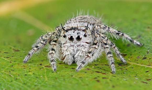 Phidippus mystaceus - female