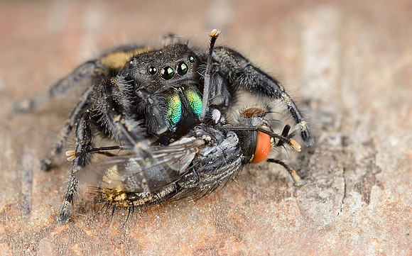 Phidippus purpuratus with prey