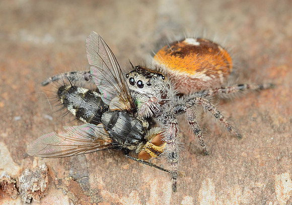 Phidippus sp.