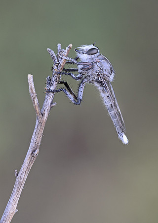 Promachus albifacies
