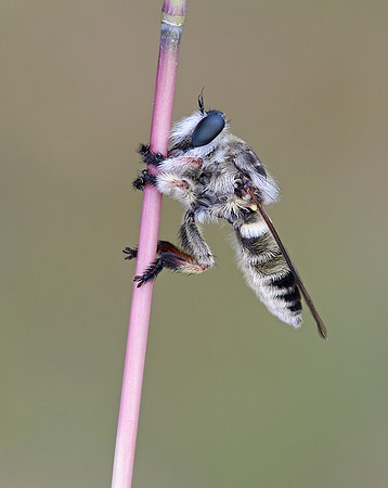 Megaphorus laphroides