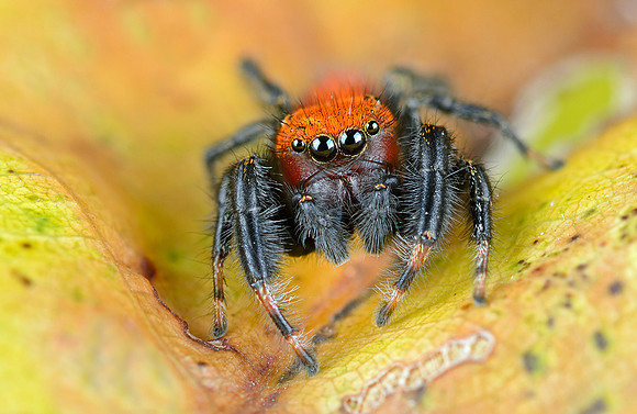 Phidippus cardinalis