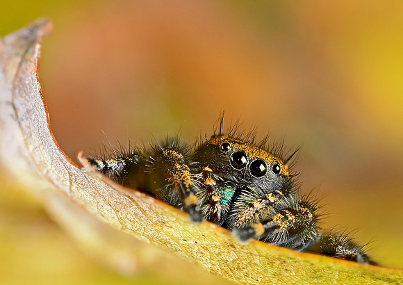 Phidippus apacheanus