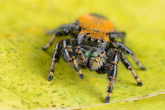 Phidippus apacheanus