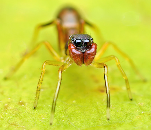 Synemosyna formica