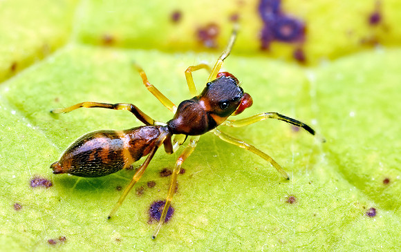 Synemosyna formica