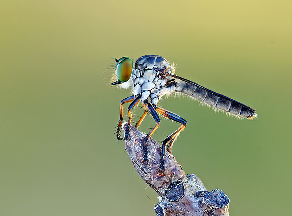 Ommatius tibialis
