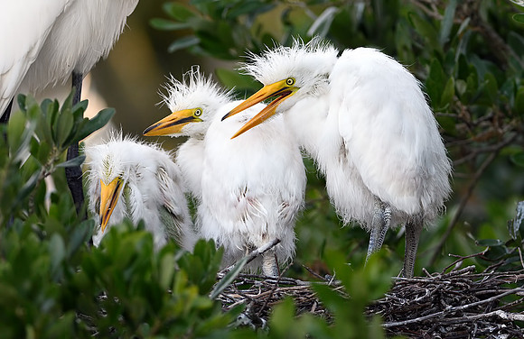 Great Egret Chicks