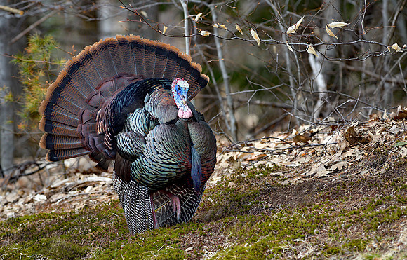 Turkey Displaying
