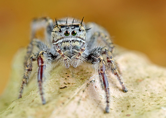 Phidippus carolinensis