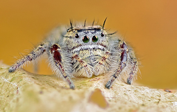 Phidippus carolinensis