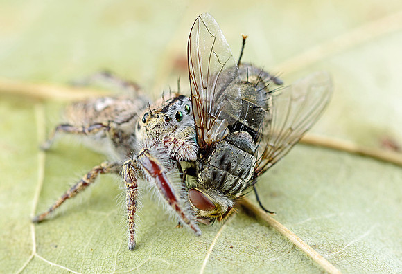 Phidippus carolinensis with prey