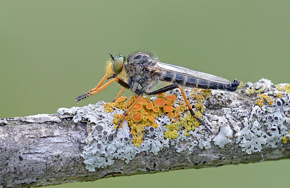 Neoitamus orphne