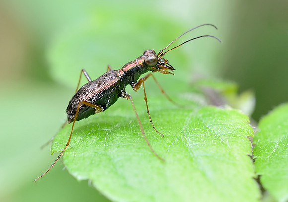 Pentacomia championi - Guatemala