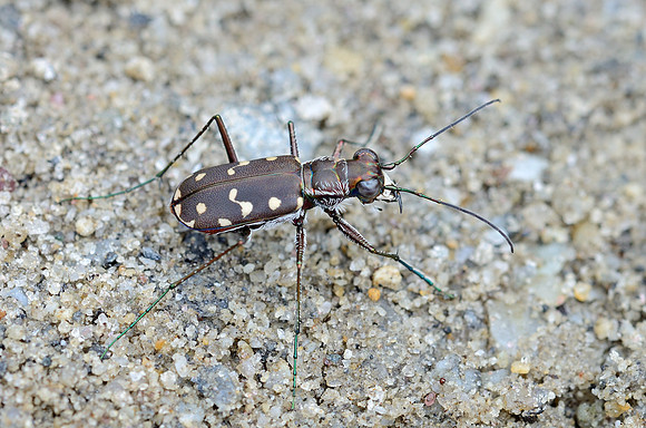 Western Red-bellied Tiger Beetle (Cicindelidia sedecimpunctata)