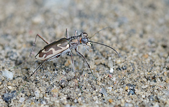 Rio Grande Tiger Beetle (Ellipsoptera sperata)