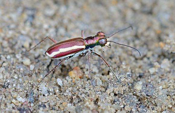 White-striped Tiger Beetle (Cylindera lemniscata)