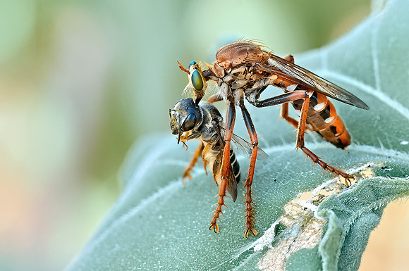 Sarapogon hypomelas
