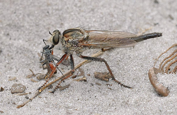 Proctacanthus brevipennis