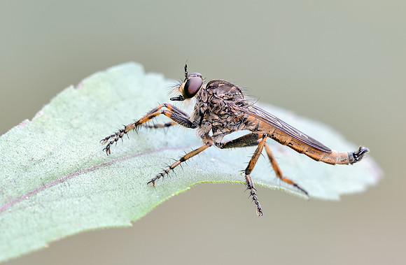 Machimus snowii