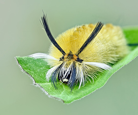 Banded Tussock Moth (Halysidota tessellaris)