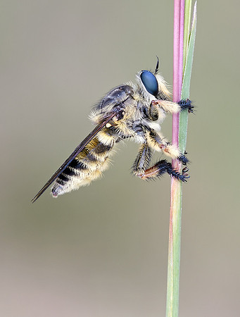 Megaphorus laphroides
