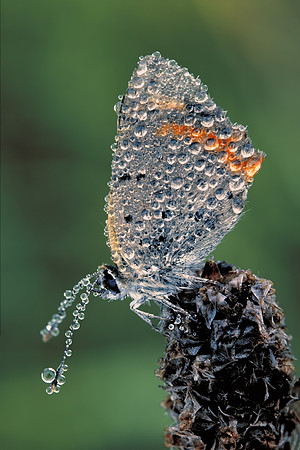 American Copper (Lycaena phlaeas)